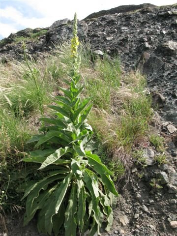 Verbascum sp.